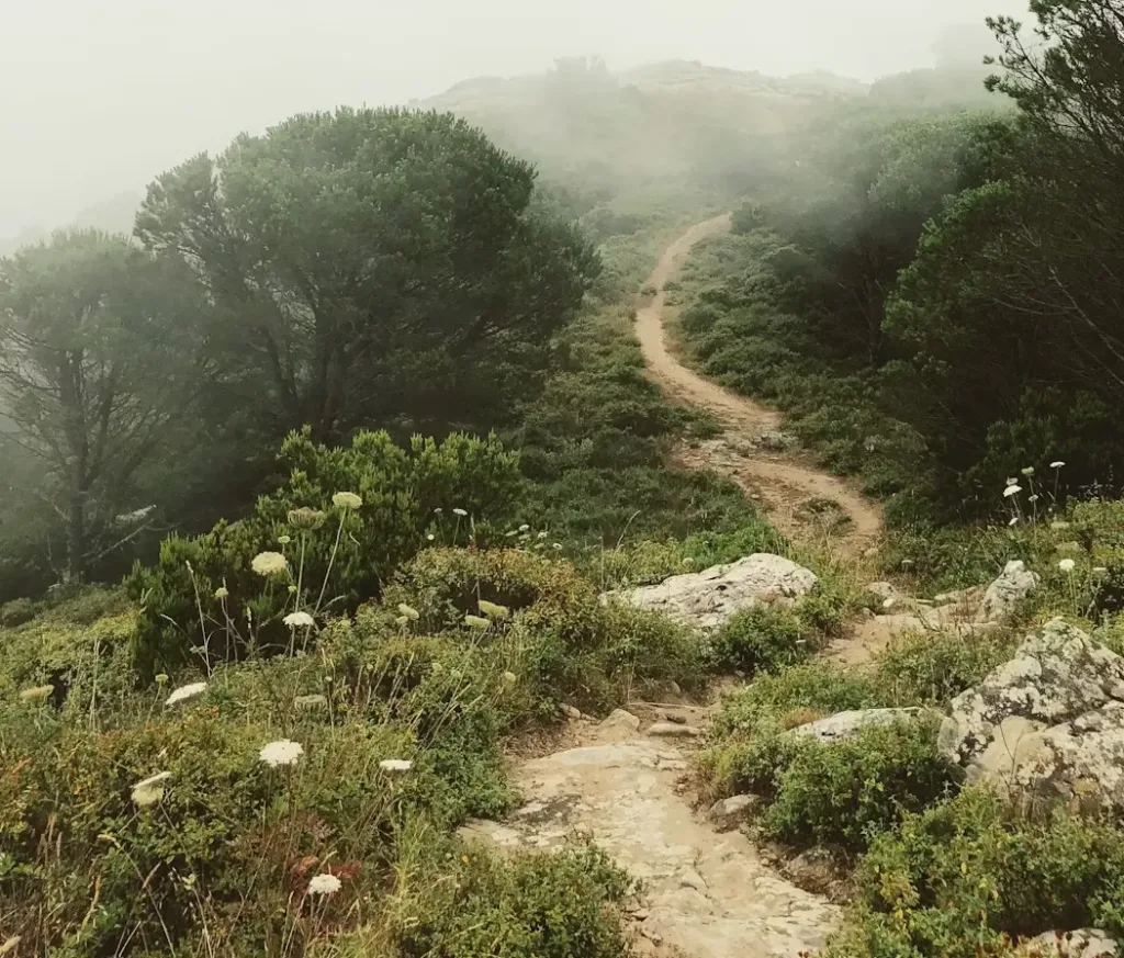 A dirt path lined with trees and flowers leads up to a mountain